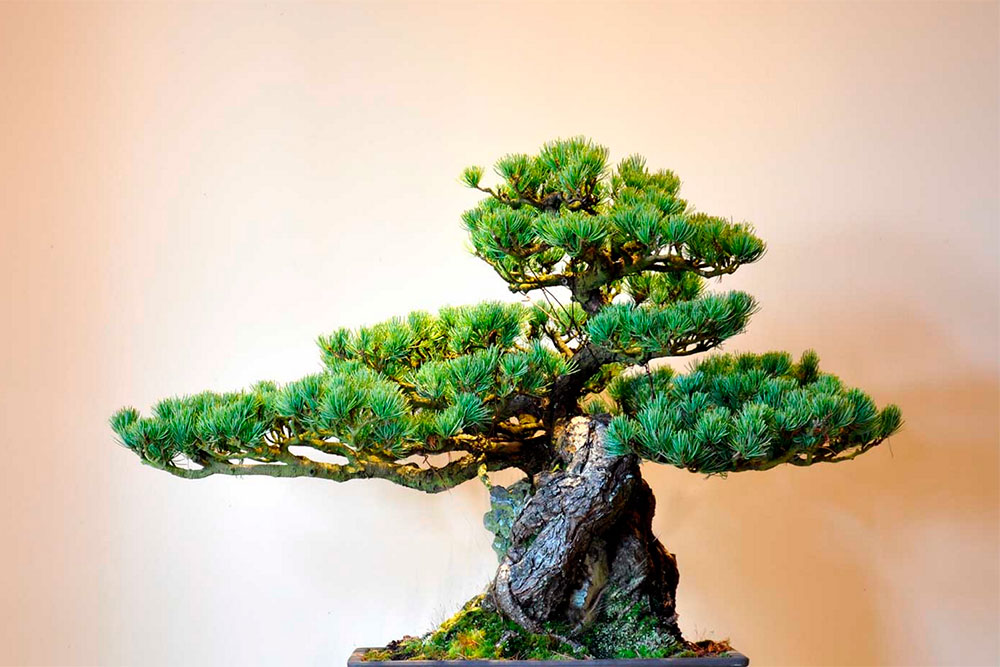 13bonsai