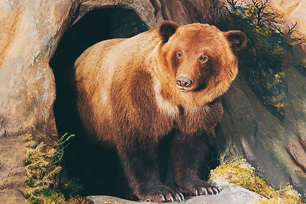 14grizzly