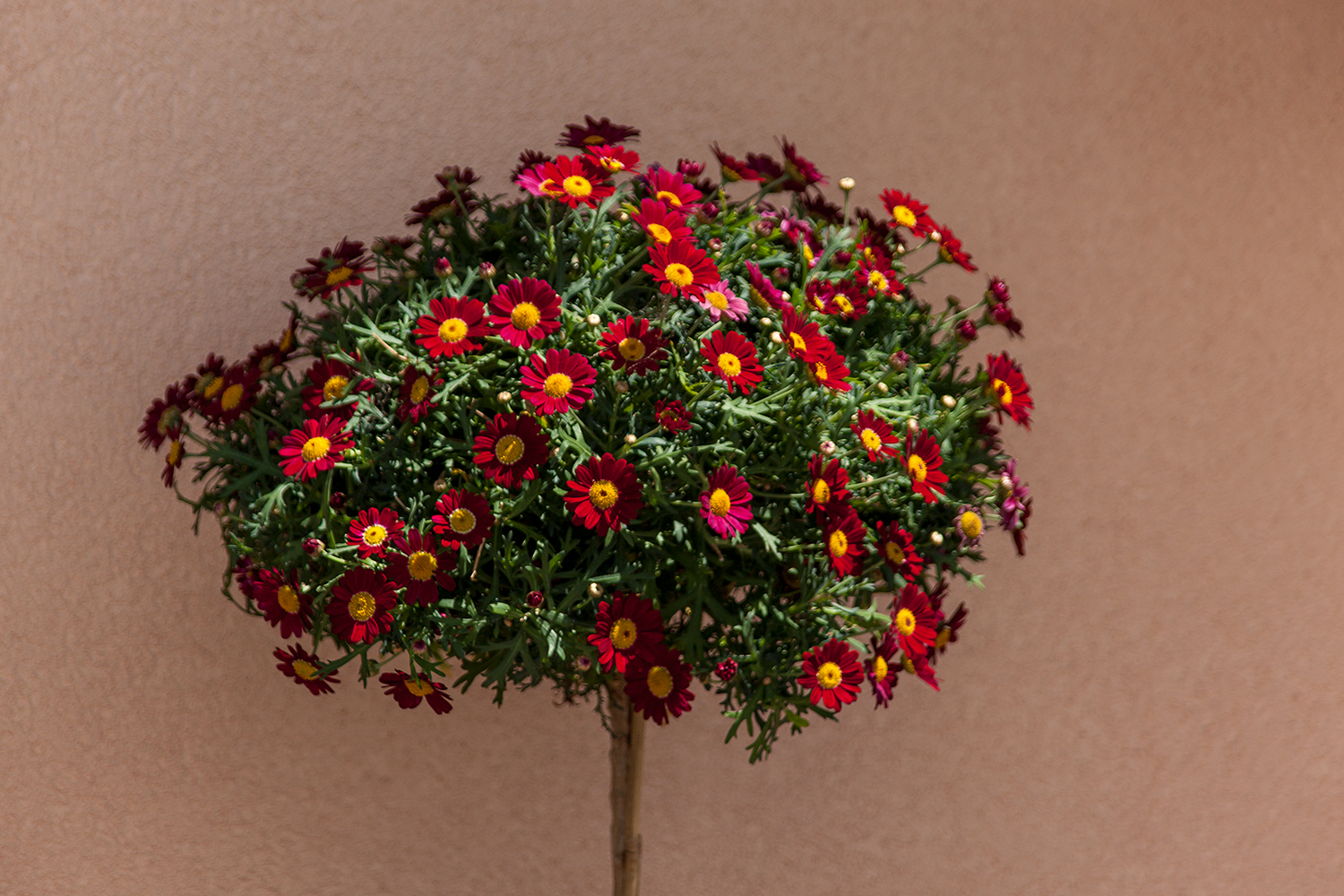 07blumen1